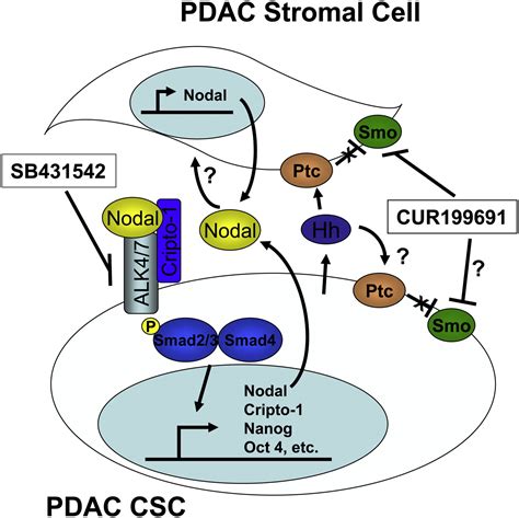 Nodalactivin Signaling A Novel Target For Pancreatic Cancer Stem Cell