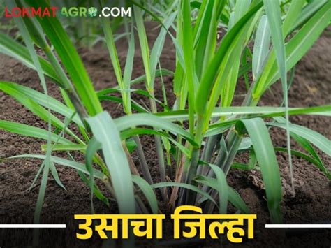 Sugarcane या जिल्ह्यात ऊस पिकाखालील क्षेत्र १६ हजार हेक्टरने वाढले The Area Under Sugarcane