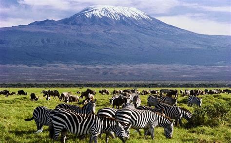 8 Days Best Of Kenya Safari In Amboseli National Park Ol Pejeta