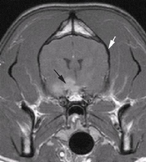 Dog Brain Mri