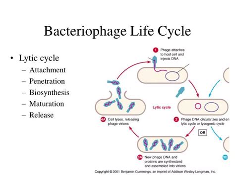 Ppt Bacteriophage Life Cycle Powerpoint Presentation Id202492