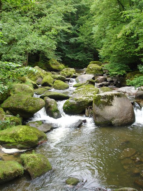 Gambar Pohon Alam Hutan Batu Sungai Kecil Gurun Menanam Daun