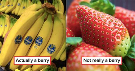 Disgusting Facts About Food We Eat 17 Pics