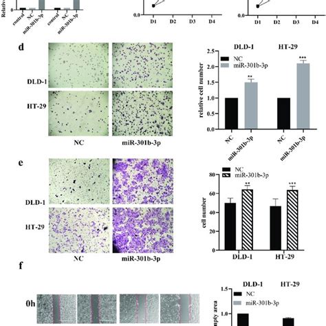 Mir B P Mimics Promoted Cell Growth And Invasion In Crc In Vitro