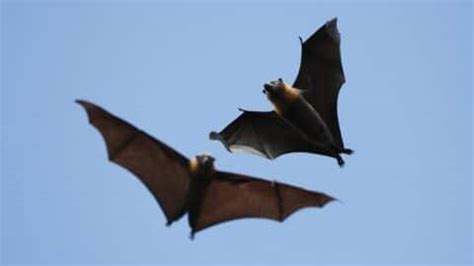 How Do Bats Fly? Ooh! – animalfoodplanet