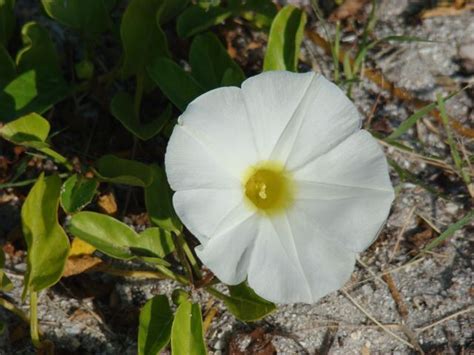 Southwest Florida Shoreline Studies: White Beach Morning Glory