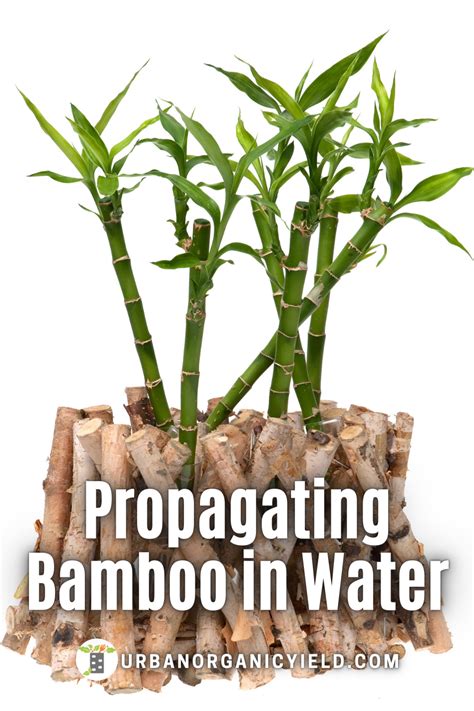 Propagate Bamboo In Water Bamboo Plant Care Bamboo Plants Bamboo