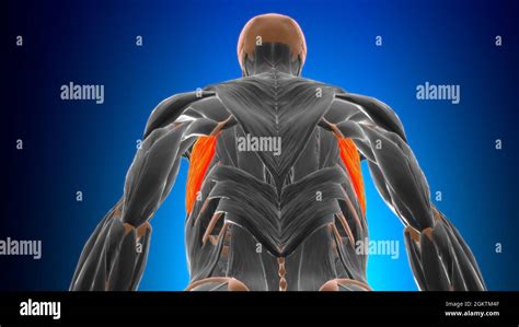 Serratus Anterior Muscle Anatomy For Medical Concept 3D Illustration