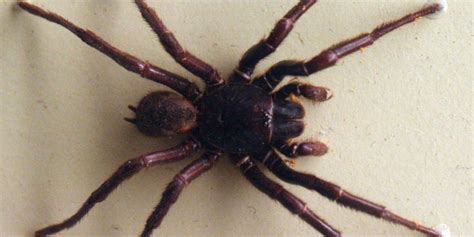 Spider venom messes with our brains—and may help protect them from harm | Ars Technica