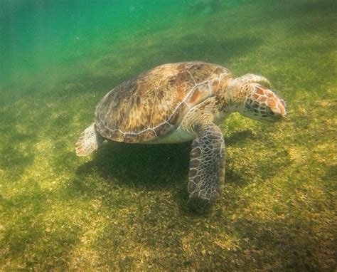 Swimming With Sea Turtles In Akumal Mexico Traveldads