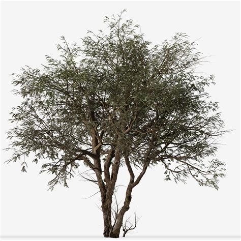 Set Of Ghaf Or Prosopis Cineraria Tree 2 Trees3d模型 Turbosquid 1989488