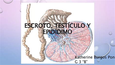 Urologia Escroto Testículo Y Epididimo Ppt