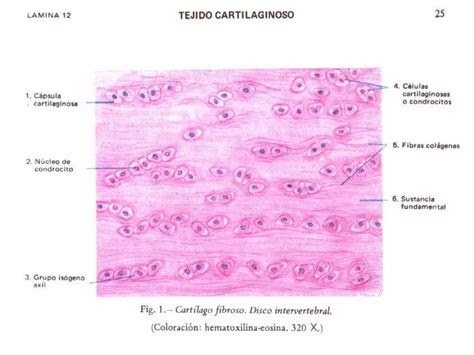 Tejido Cartilaginoso PPT