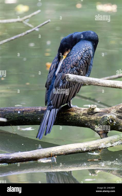 Great Cormorant Phalacrocorax Carbo Having Siesta In Munich Hellabrunn