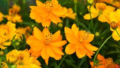 Top 10 Summer Sun Loving Perennials