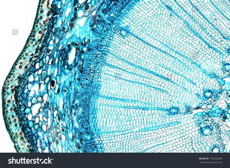 Pine Mature Wood Cross Section Microscopic Stock Photo 170232590