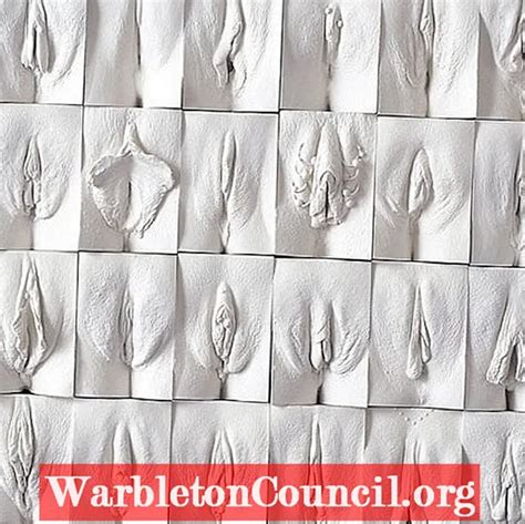 The Types Of Vagina And Their Characteristics Medical