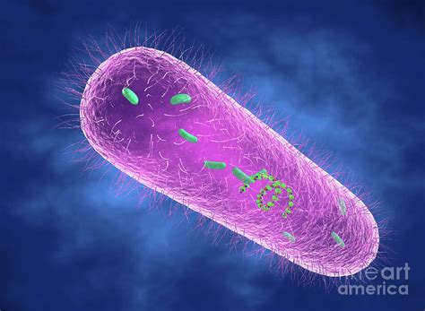 Pseudomonas Aeruginosa Bacterium Photograph By Roger Harris Science