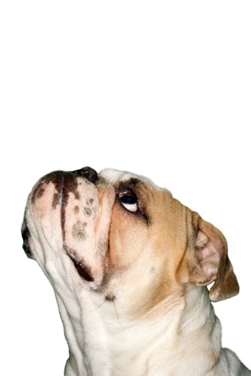 English Bulldog Portrait British Bulldog Breed Canine Bulldog