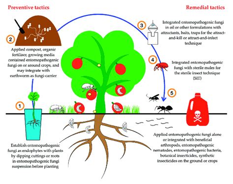 Conceptual illustration of potential uses of entomopathogenic fungi in... | Download Scientific ...