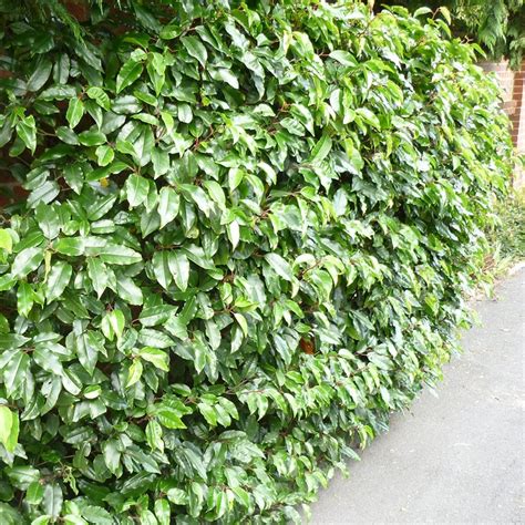 Buy Portuguese Laurel Prunus Lusitanica Delivery By Waitrose Garden