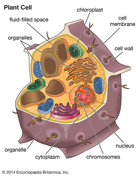 The Ultimate Guide to Labster Cell Structure Answers: Everything You ...