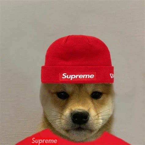 Supreme Doge In 2022 Winter Hats Doge Hats