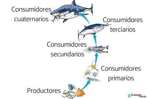 Cadena trófica o cadena alimenticia qué es tipos y ejemplos Resumen