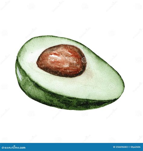 Watercolor Green Half Avocado With Bone For Design Isolated On White