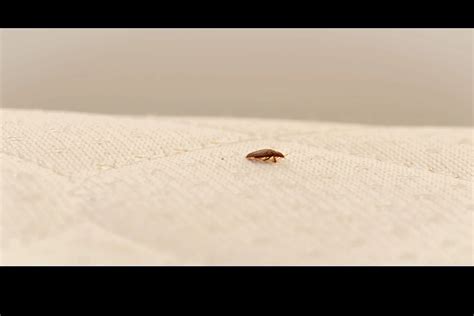 What Is The Landlord And Tenant Responsibilities For Having Bed Bugs Bed Bug Heat Relief