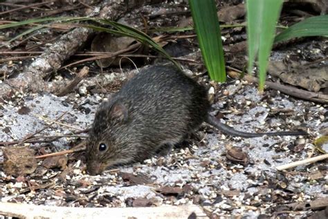 Tikus Sawah Hewan Pengerat Perusak Tanaman