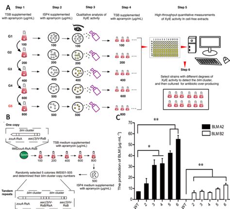 Remarkable Enhancement Of Bleomycin Productio Eurekalert