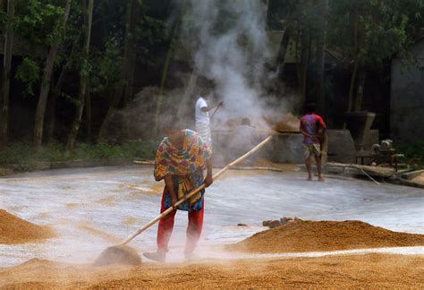 Paddy Parboiling And Drying Sabina Akter Flickr