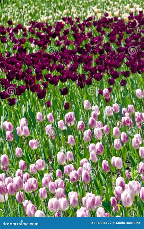 Field Of Purple Tulips Stock Photo Image Of Floral 114304122