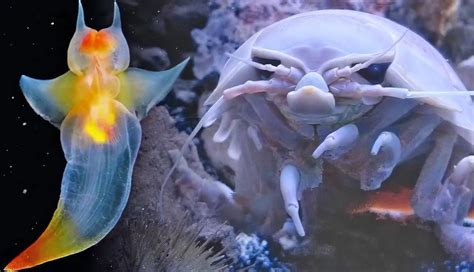 5 Weird Deep Sea Creatures