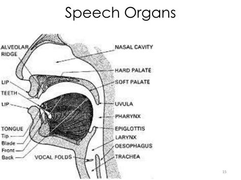 Organs Of Speech In Phonetics And Their Functions In