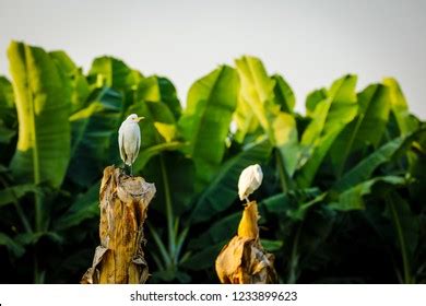 15 Bagla bird: immagini, foto stock e grafica vettoriale | Shutterstock