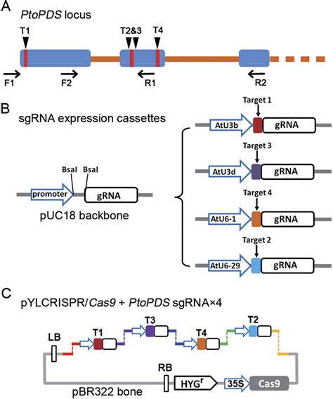 Schematic Diagram Of Assembling Cas9sgrna Construct And Selecting Download Scientific Diagram