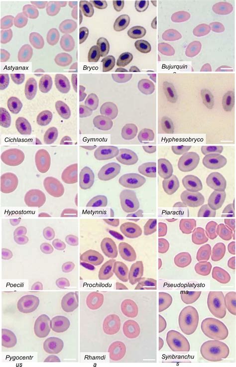 The Evolution Of Red Blood Cell Shape In A Continental Radiation Of