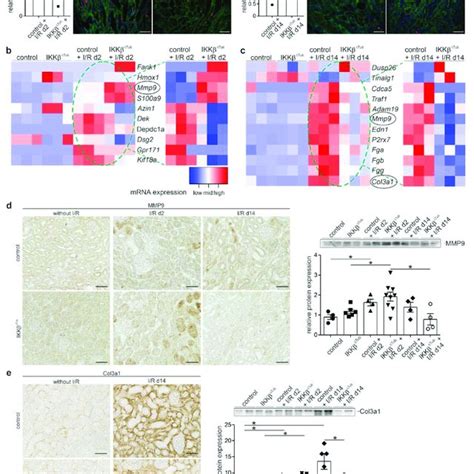 Tubular Deletion Of Ikk Affects Proliferation Tissue Regeneration And