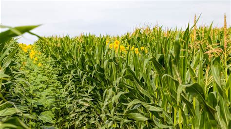 mixed farming Artigos - Wikifarmer