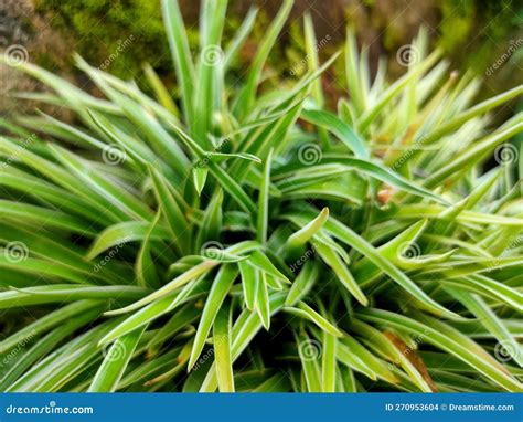 Unique Plants With Long And Sharp Leaves Like This Stock Photo Image