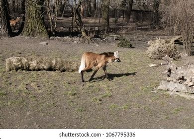 Goats Mating Field Reproduction Sex Stock Photo Shutterstock