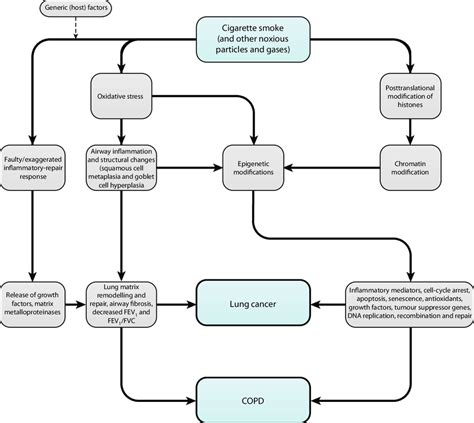 Pathophysiology Of Lung Cancer Schematic Diagram Lung Cancer Clinical