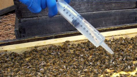 Everything You Need To Know About Oxalic Acid Hive World