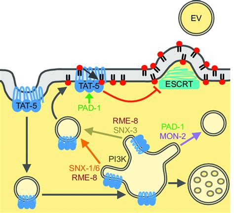 Model Of TAT 5 Trafficking To Inhibit EV Release TAT 5 Maintains PE