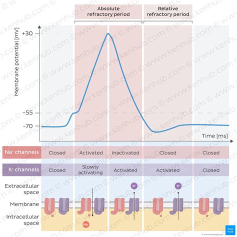 Refractory Periods Subphases And Roles Kenhub