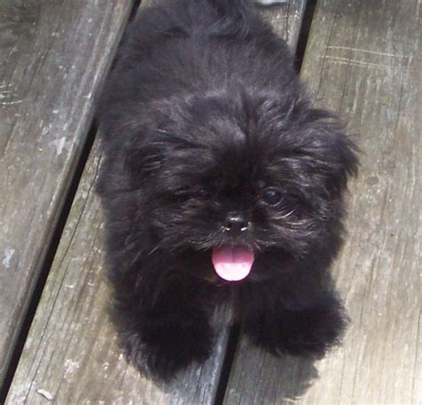 88+ Shih Tzu Lhasa Apso Mix Black - l2sanpiero