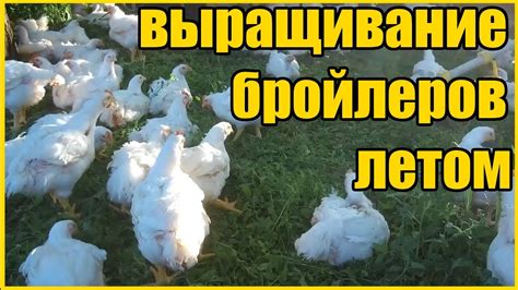 ЛЕТНЕЕ СОДЕРЖАНИЕ БРОЙЛЕРОВ / СТОИТ ЛИ ВЫРАЩИВАТЬ ПТИЦУ ЛЕТОМ? - YouTube