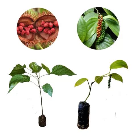 Kit Mudas Colorau Urucum Pimenta Do Reino Parcelamento Sem